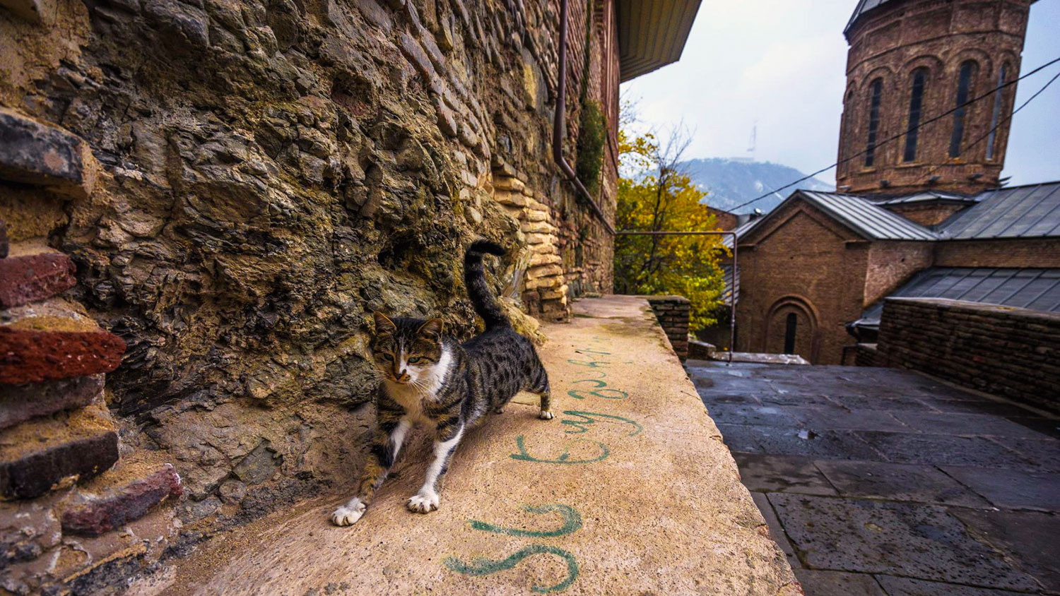 Cat in old Tbilisi