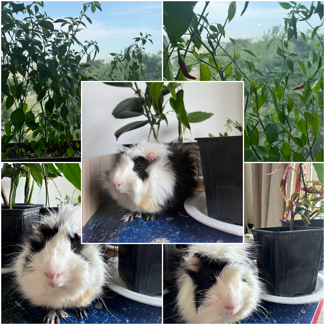 Meet Thor: Our Office Guinea Pig & Mini Garden Delight