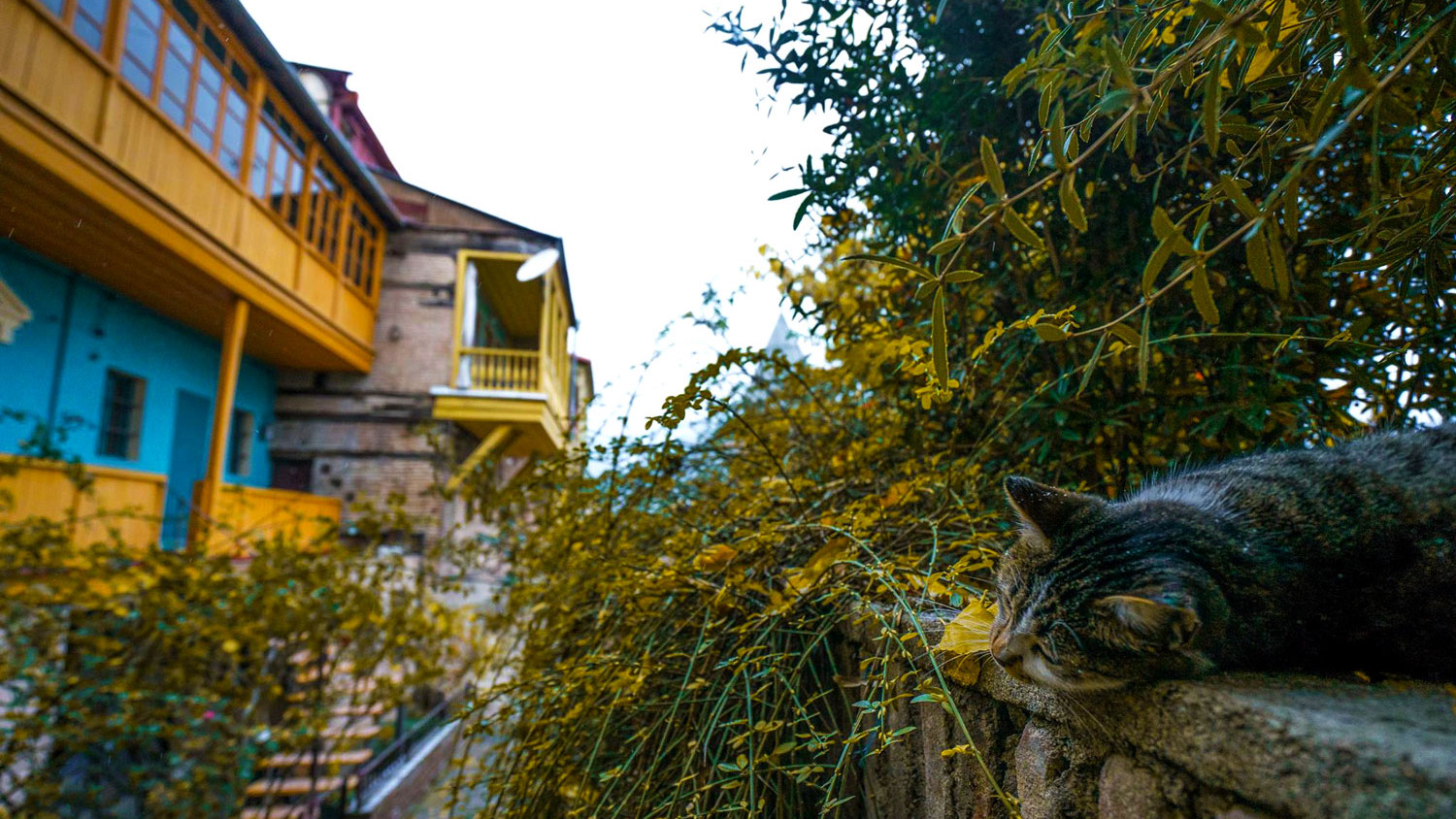 Cat in Tbilisi
